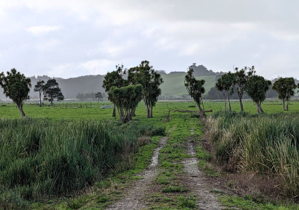 Lodestone Energy Dargaville Solar Farm Site pre construction