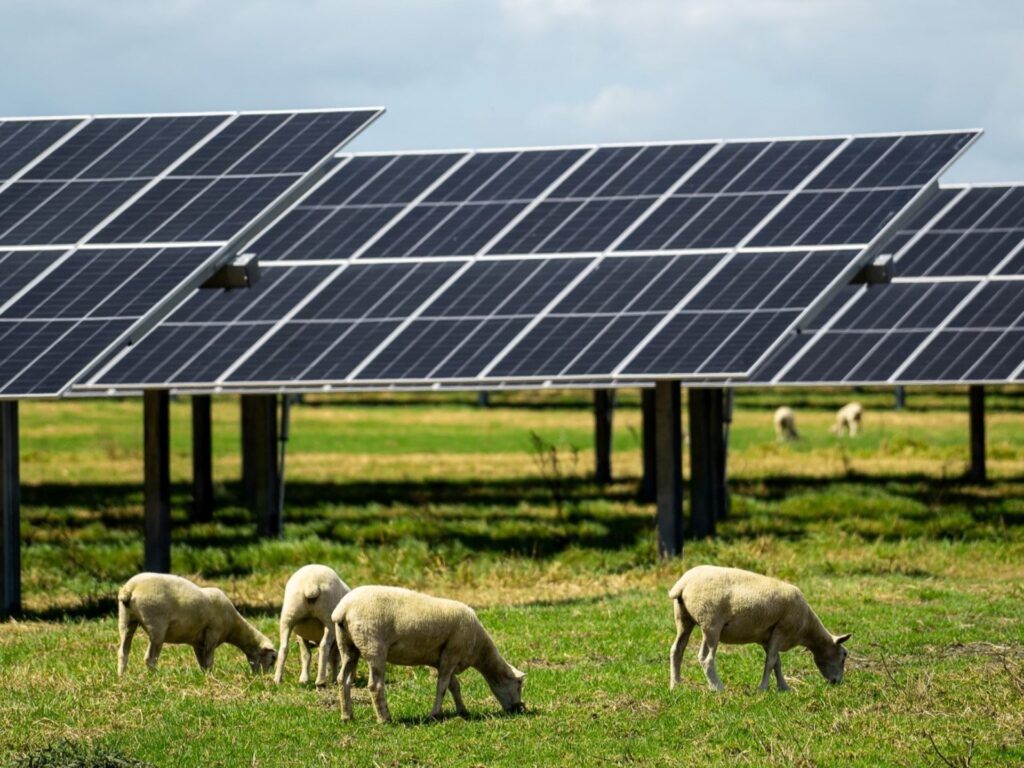 Lodestone Energy expands solar footprint into the South Island