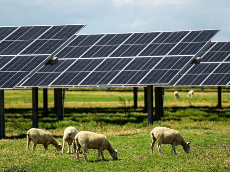 Lodestone Energy_Kohirā Solar Farm_Kaitaia_Grazing Sheep